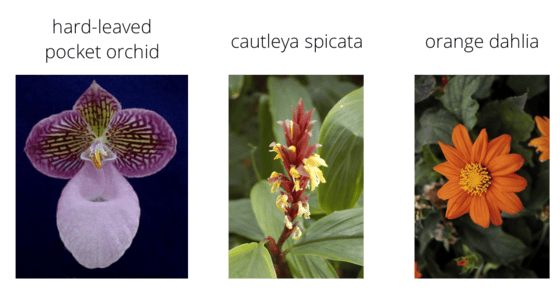 Flower Species Classifier