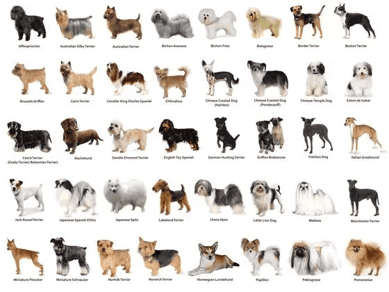 Dog Breed Classifier
